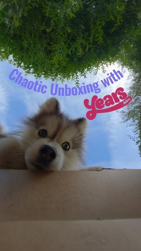 Instagram post by @shadoww_the_pomsky for More Years. Caption reads: POV: Your dog recognises a @yearsuk delivery....