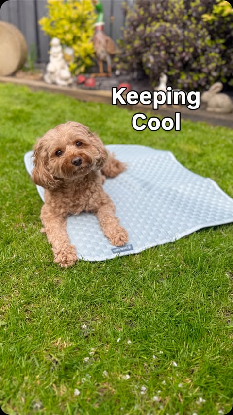 Instagram post by @bellathecavapoo20 for Spark Paws. Caption reads: Keeping cool this summer ☀️😎 @sparkpawsofficial....