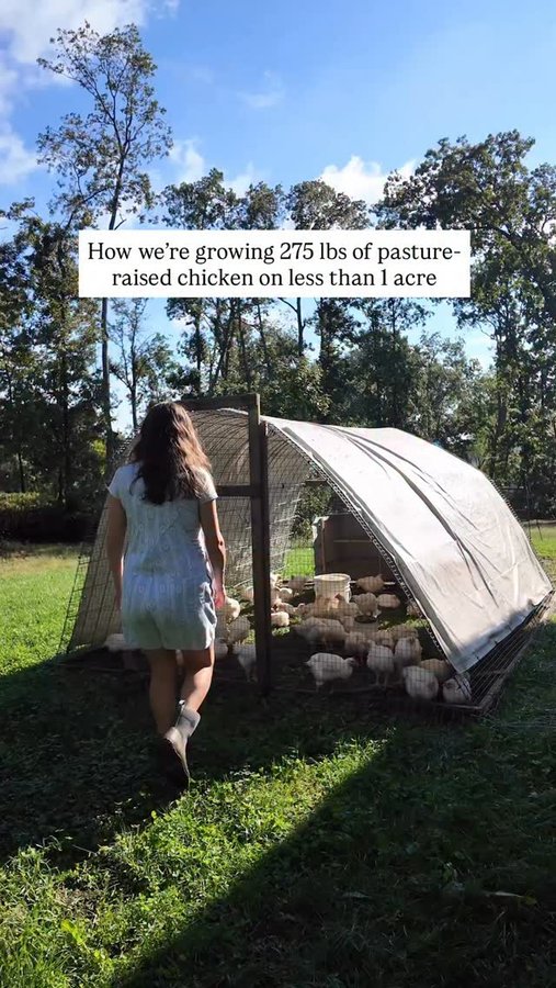 Instagram post by @masondixonacres for Scratch and Peck Feeds. Caption reads: The past 2 years, we’ve helped our friends process....