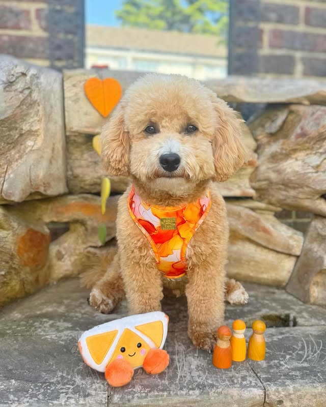 Instagram post by @poppy_n_basil for Paw Couture. Caption reads: [...] in the 𝑨𝒈𝒂𝒕𝒆 range from....