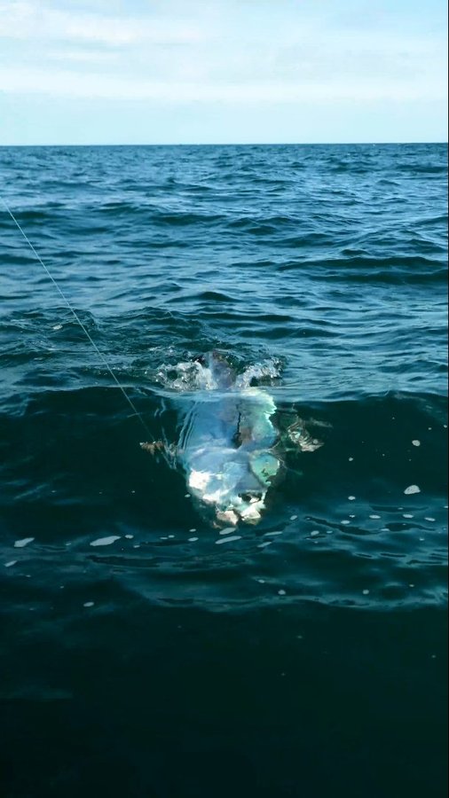 Instagram post by @divateamfishing for Mustad Fishing. Caption reads: Small bait big Tuna powered by Hoodlum Hook X5....