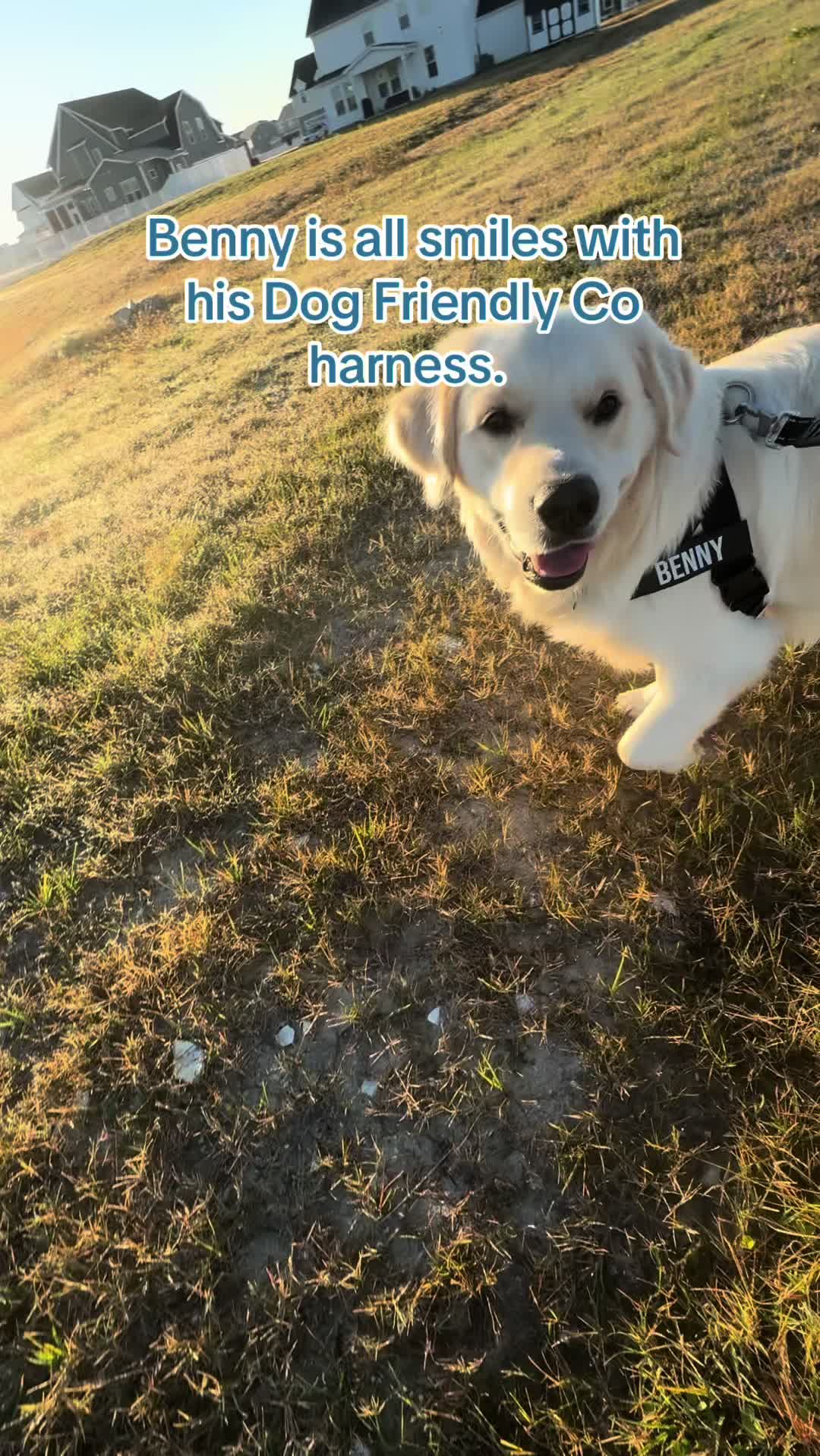 TikTok post by @ourgoldenera for Dog Friendly Co. Caption reads: Such a happy boy in his Dog Friendly Co harness.....