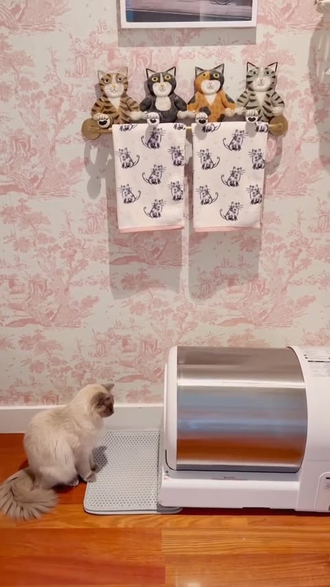 Instagram post by @chisapasc for Uahpet. Caption reads: [...] automatic self-cleaning litter box from....