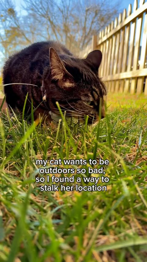 Instagram post by @ash.rodriguez.ugc for Tractive. Caption reads: [...] terrifying! Thankfully we switched to....