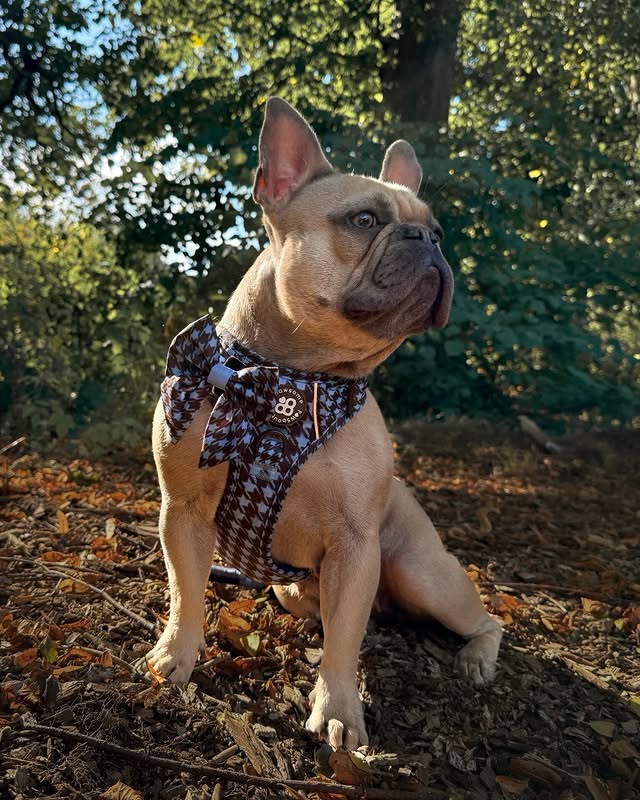 Instagram post by @frankieb_thefrenchb for Pawsome Paws Boutique. Caption reads: A little commotion for the fit if you will ........
