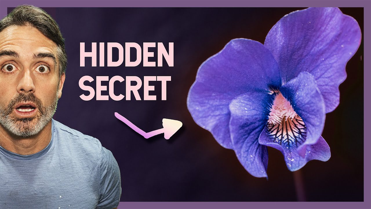 YouTube post by @untamedscience for Magic Mind. Caption reads: What You Don't Know about Wild Violets will SHOCK....