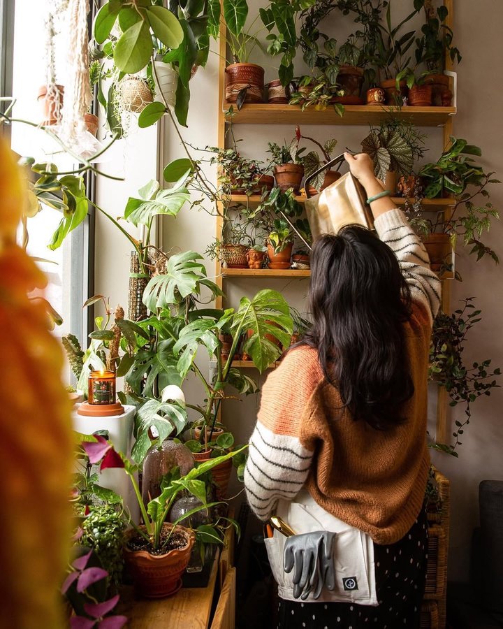Instagram post by @welcometothejunglehome for Modern Sprout. Caption reads: Do you guys modify your plant care routines as the....