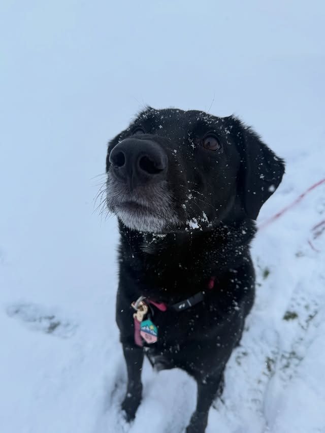 Instagram post by @pawsup4treats for Fi. Caption reads: The snow is finally starting to melt ❄️➡️🌱 and....