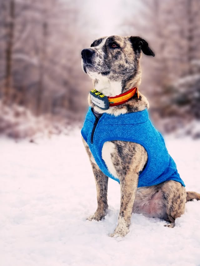 Instagram post by @lennies_und_lottes_abenteuer for Kurgo. Caption reads: [...] Adventure-ready. #gotogether #kurgotogether....