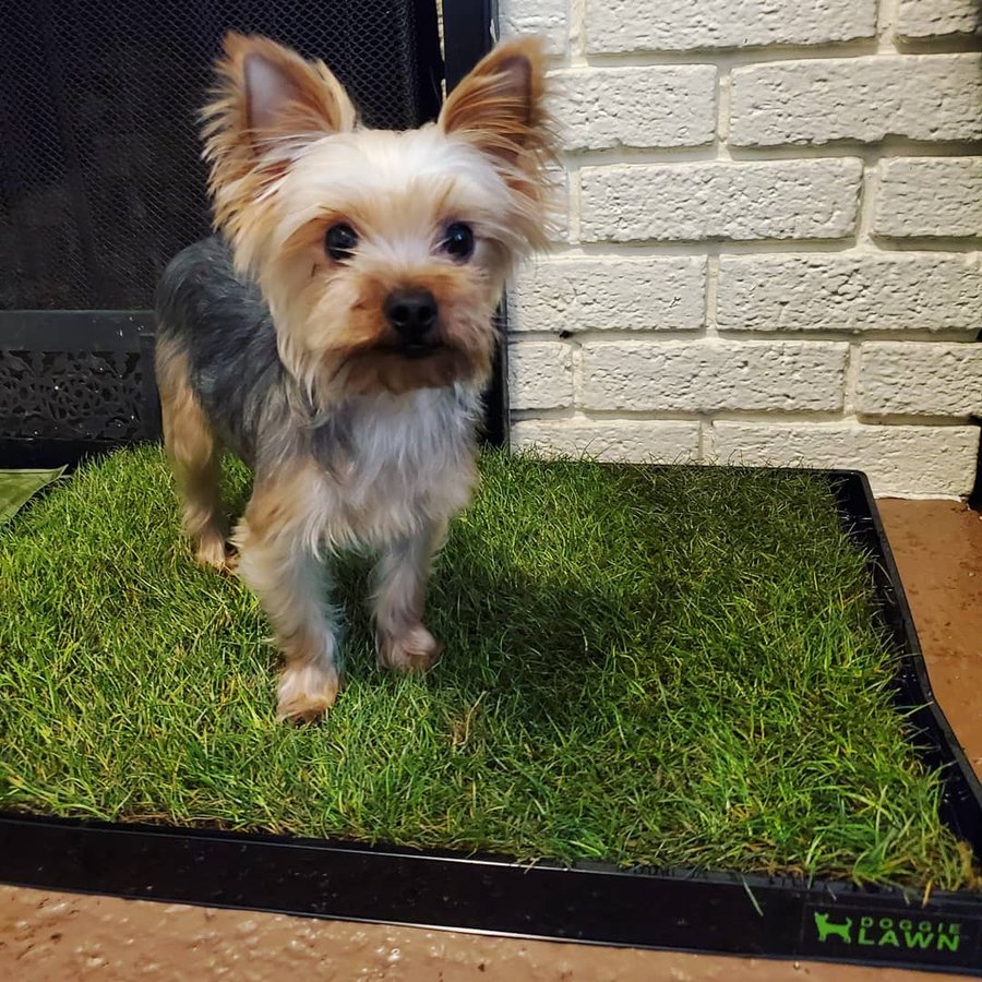 Instagram post by @pninna_rose for Doggielawn. Caption reads: Yeey our friends of @doggielawn sent us his new....