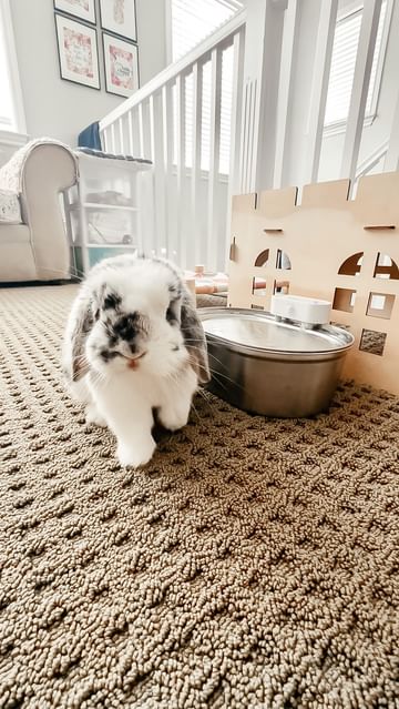 Instagram post by @eeveesbunlops for Uahpet. Caption reads: #ad @uahpet_official asked me to try their brand....