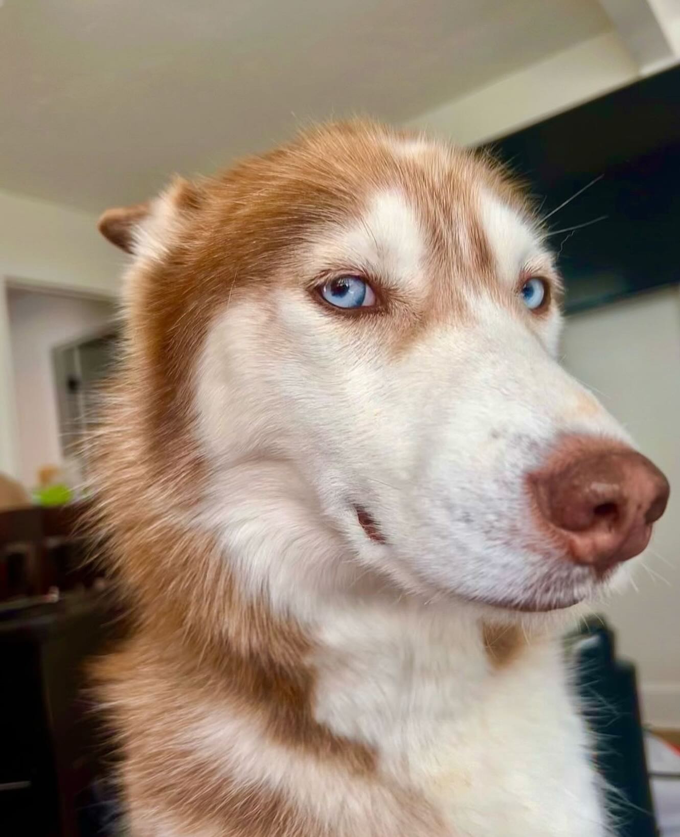 Instagram post by @siberianblitz for WeRateDogs. Caption reads: This is Blitz. He just rolled his ball under the....