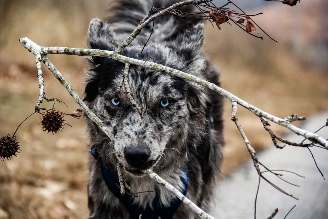 Instagram post by @workingshepherdcrew for Rabbitgoo. Caption reads: Eyes like Ice ❄️ Harness: @rabbitgoopets 💙....