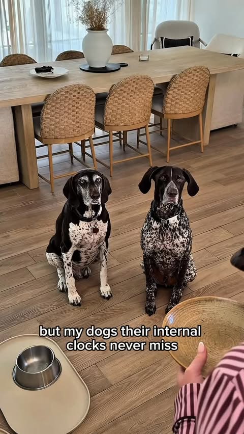 Instagram post by @joelle_fletcher for Freshpet. Caption reads: #FreshpetPartner Jackson and Jagger have loved....