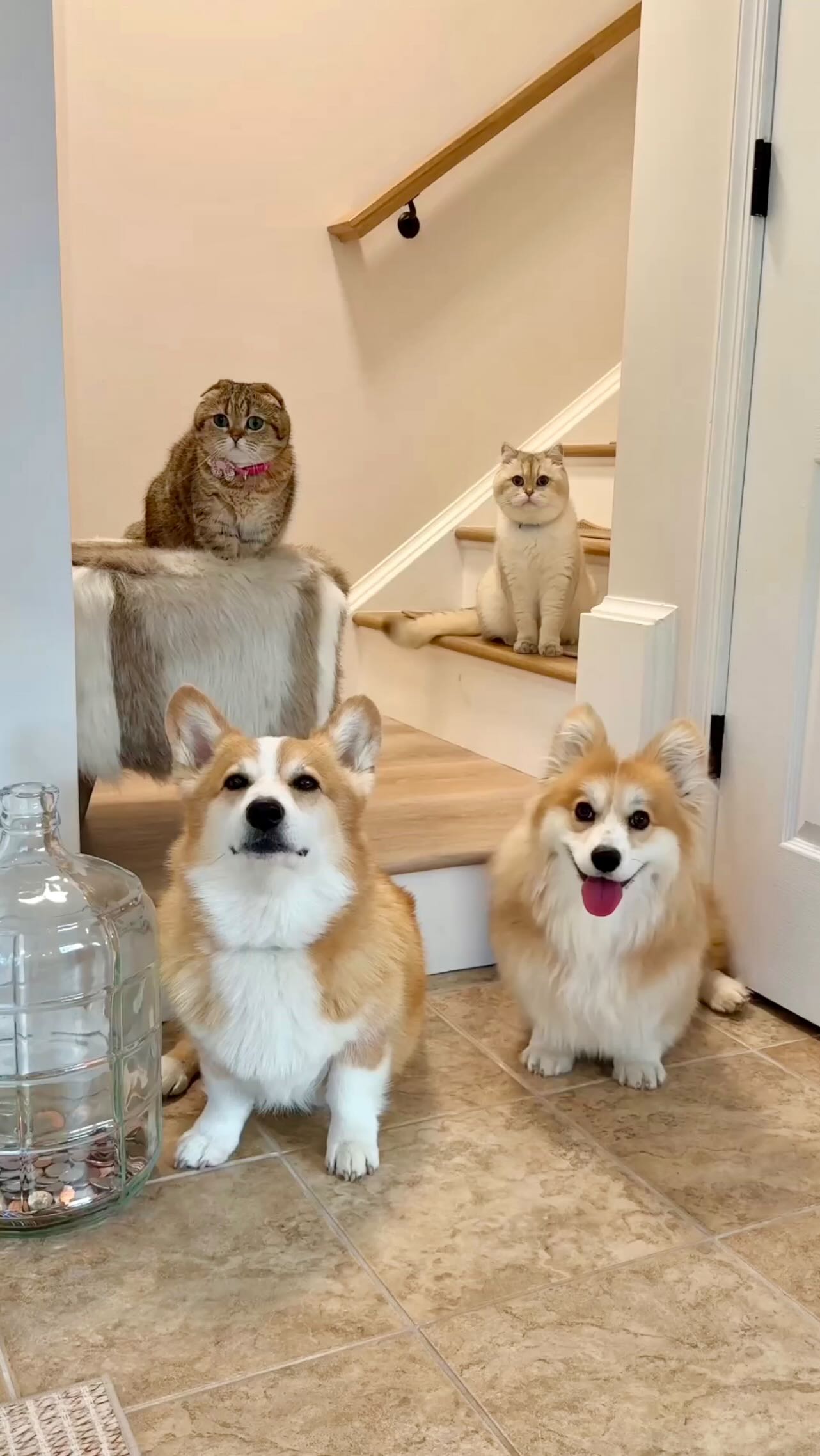 Instagram post by @hammyandolivia for Zoetis Petcare. Caption reads: No “Duds” Allowed! #ad

Arming myself with The....