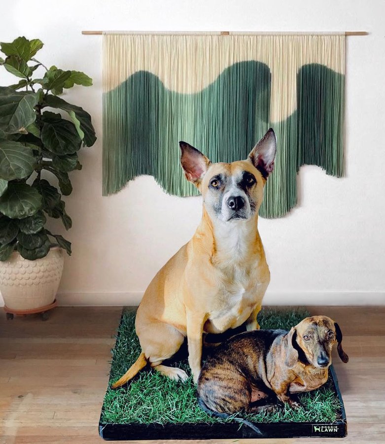 Instagram post by @chenae_valles for Doggielawn. Caption reads: [...] teeing off in the backyard.....