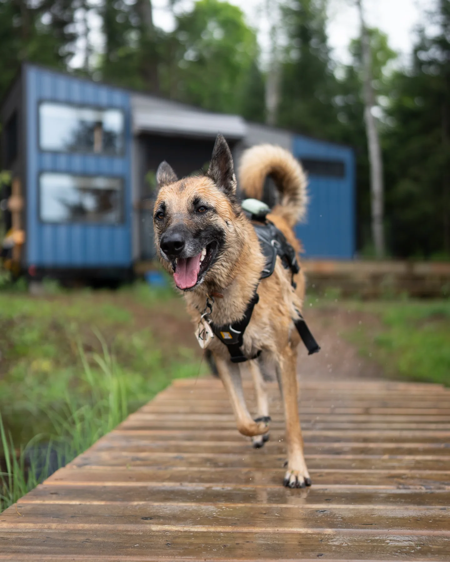 Instagram post by @cabinscape for BIG COUNTRY RAW. Caption reads: 🐾 Pup-Friendly Cabin Getaway Giveaway! 🐾 

We’ve....