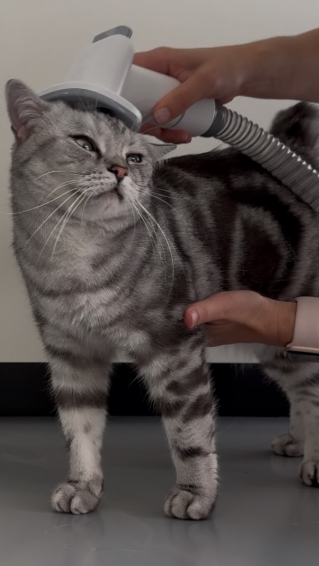 Instagram post by @winston_britishshorthair2021 for Pecute. Caption reads: [...] our secret weapon against pet hair: the....