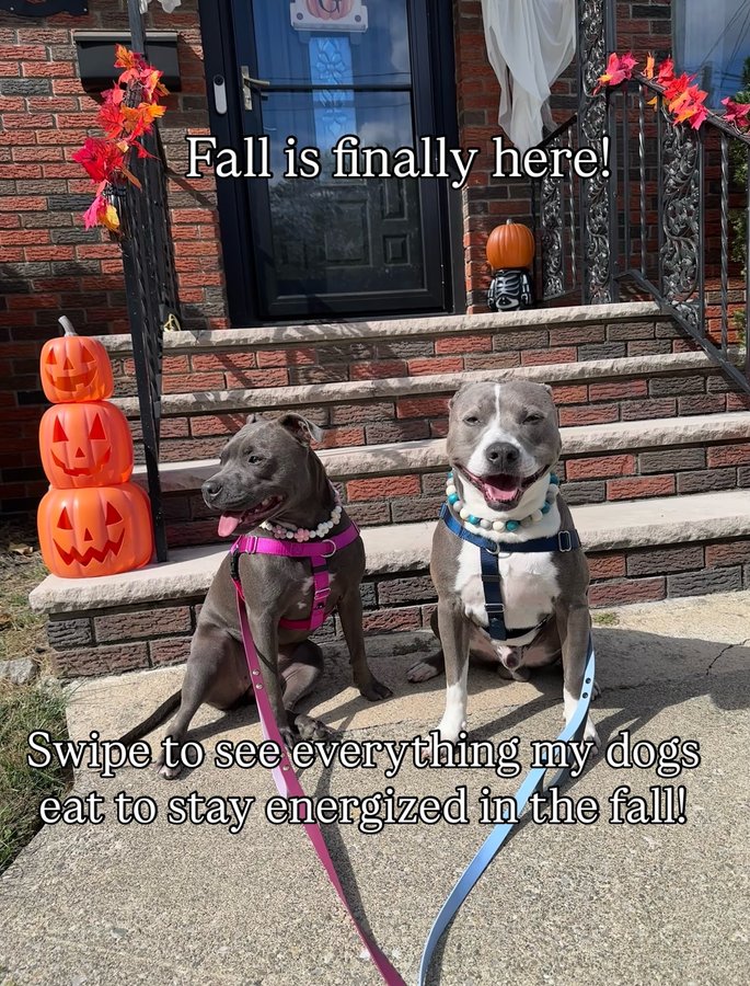 Instagram post by an influencer for Open Farm Pet. Caption reads: Fall is here and thanks to @openfarmpet both....