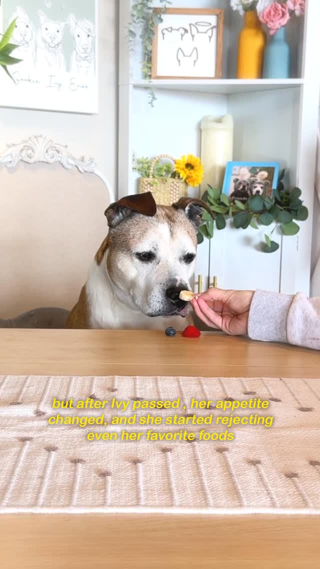 Instagram post by @sookieandivy for Ollie. Caption reads: Even the pickiest of pups love @ollie premium,....