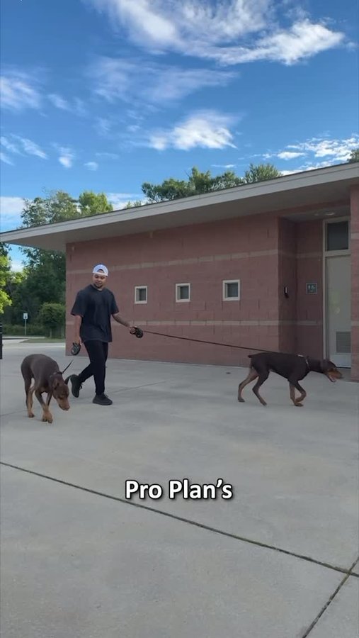 Instagram post by @suavexavier_ for PURINA PRO PLAN. Caption reads: @ProPlan fuels my dogs through every stage of....