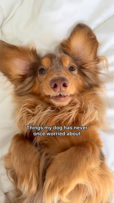 Instagram post by @roswell_weenie for PetSmart. Caption reads: [...] his food ever running out thanks to....