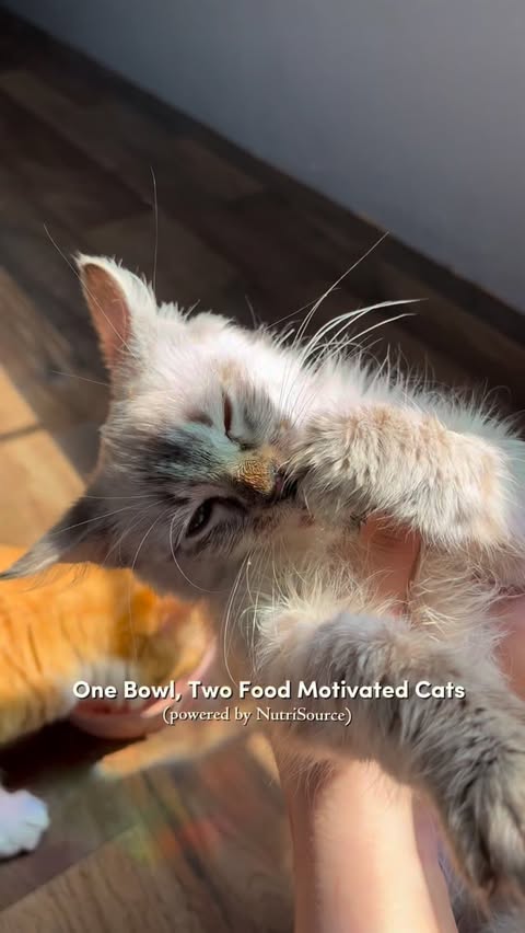 Instagram post by @ivythegreykitty for NutriSource Pet Foods. Caption reads: [...] #cats #catlovers #catfood #catmom....