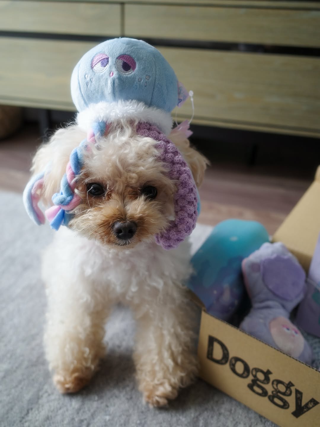 Instagram post by @kurumitaan for Doggy Box. Caption reads: あたちくらげ姫👸🪼

今月の #ドギボ　くらげでかわいくて
かぶってみました😂

みんな....
