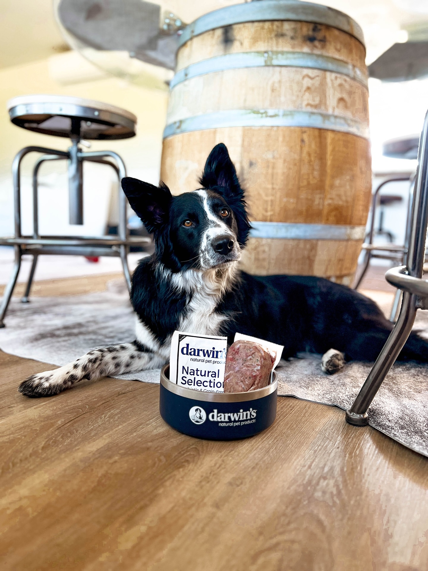 Instagram post by @laducb for Darwin's Natural Pet Products. Caption reads: Contest closed: @diiana.55 was the lucky winner!....