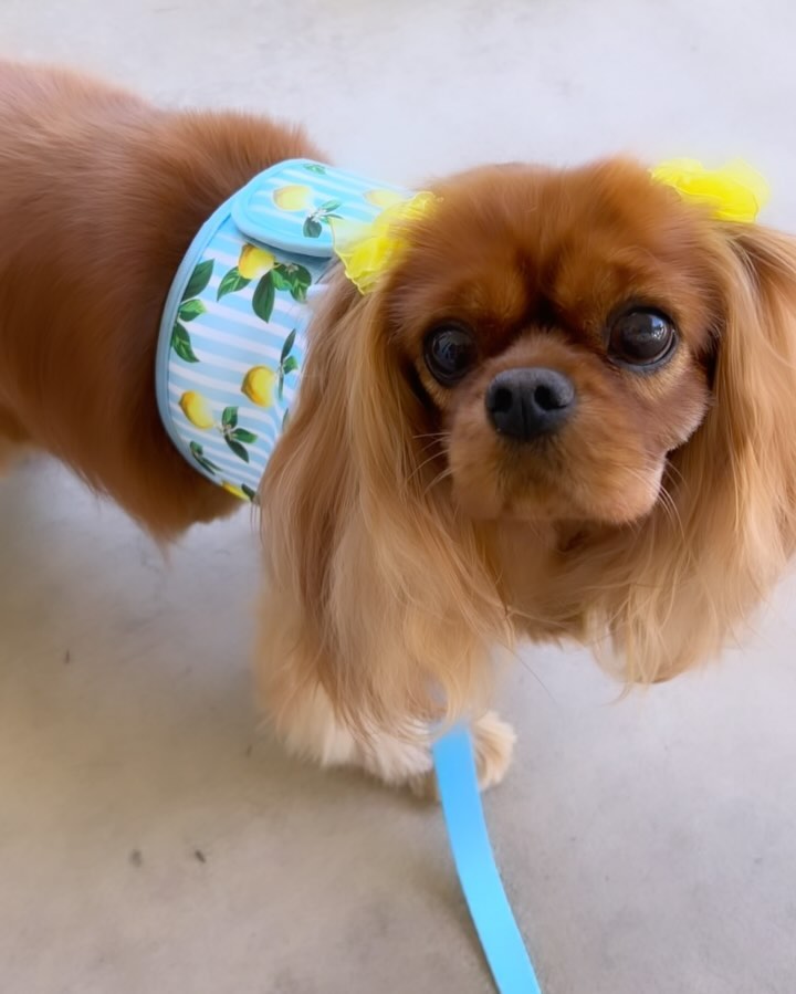 Instagram post by @ladyemmaofashburn for Cavology. Caption reads: EXCITING NEWS!!! 🍋🩵

@cavologybrand has brought....