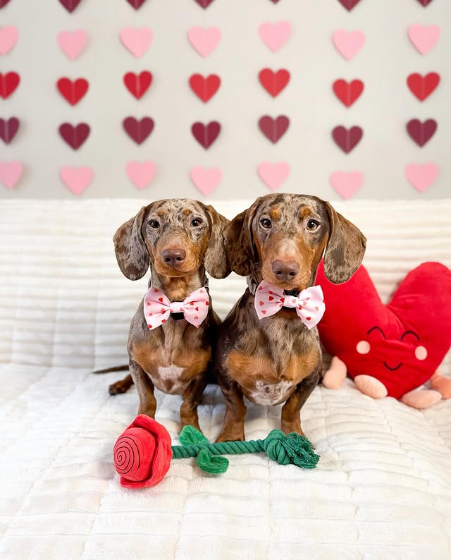 Instagram post by @thedaxietrio_ for FunnyFuzzy. Caption reads: [...] 😏 snuggled up on our new @funnyfuzzyuk....