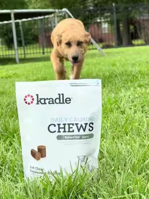 TikTok post by @kate_xo.5 for Kradle. Caption reads: [...] 😂🐾 Major & Midas keep me BUSY, so Kradle....