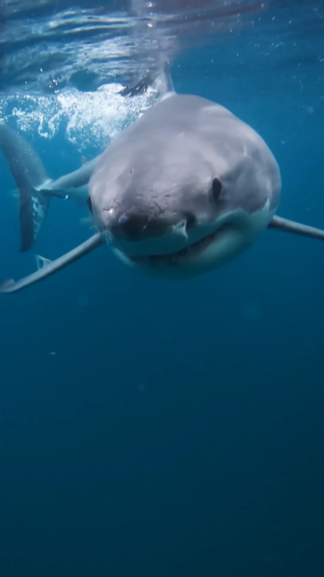 Instagram post by @abc4explore for Discovery. Caption reads: They tried to test if you can knock out a shark.......