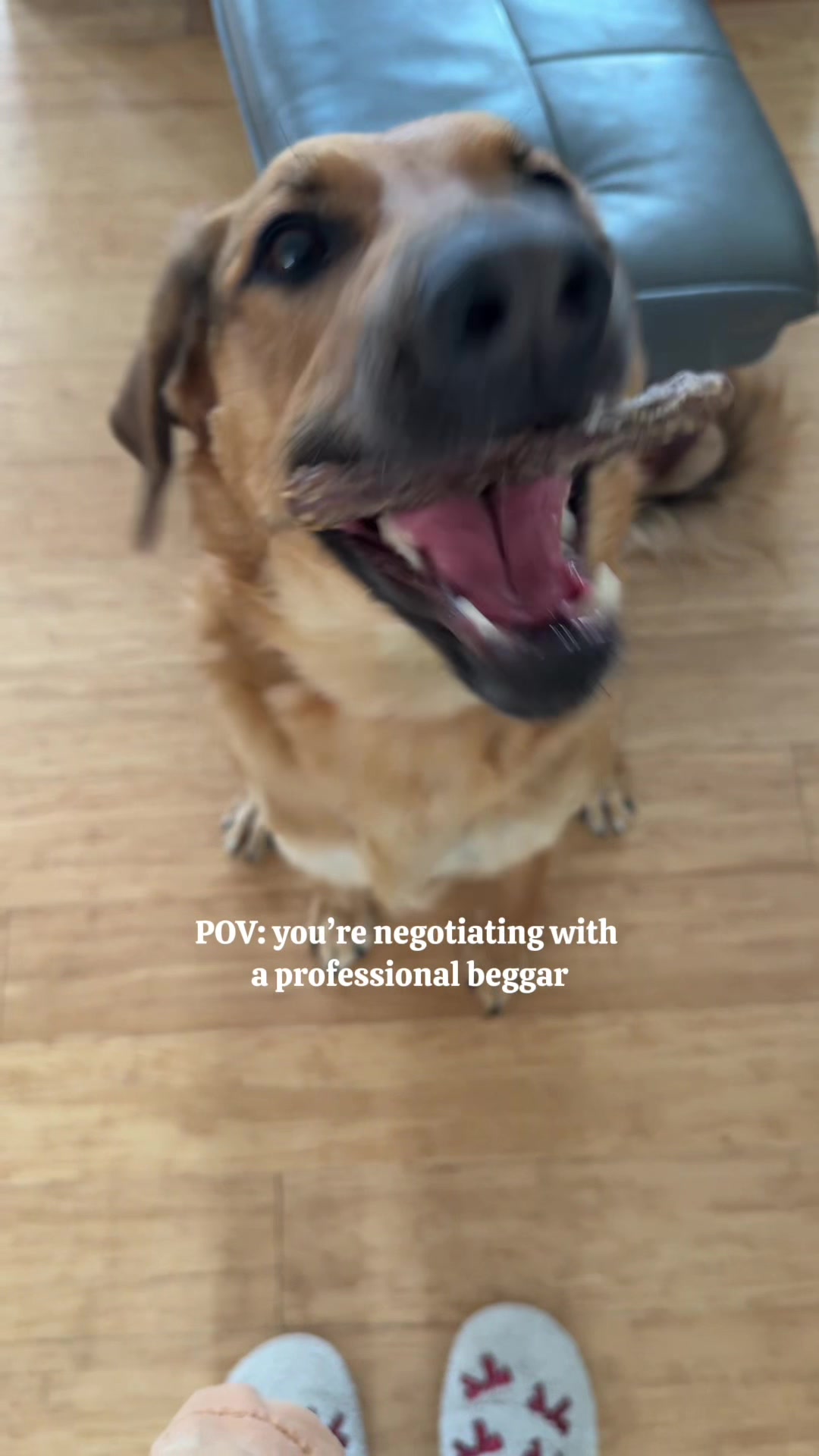 TikTok post by @michelleandherpups for King Lou. Caption reads: Why is this actually hysterical @King Lou #dogtok....