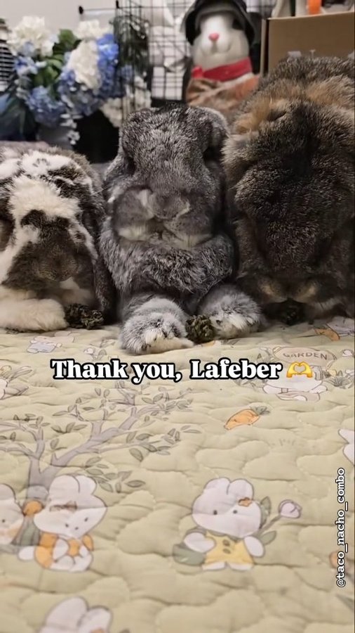 Instagram post by @taco_nacho_combo for Lafeber Pet Birds. Caption reads: Thank you @lafebersmallmammals for this incredible....