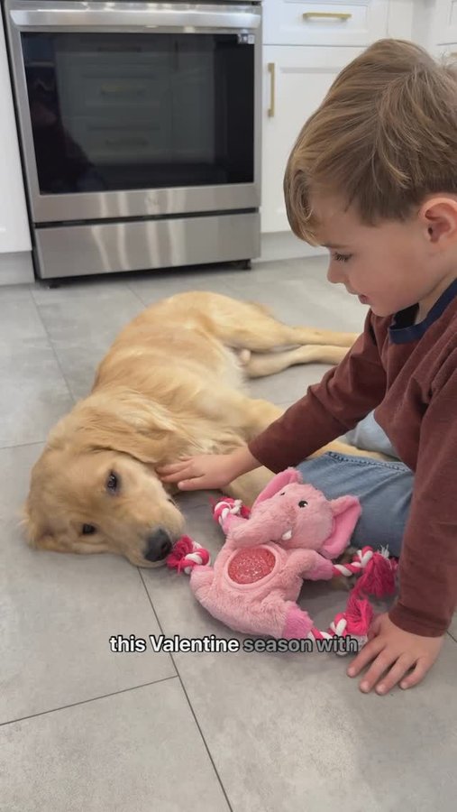 Instagram post by @thiskindalife for Pet Valu. Caption reads: [...] Valentine’s Day treats and toys from....