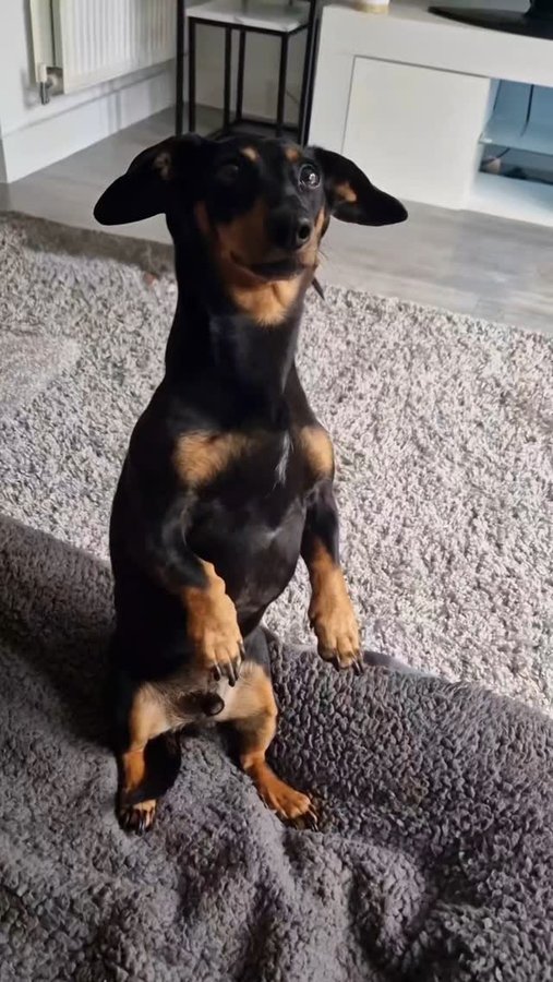 Instagram post by @claude.and.keith for Beloved Pets. Caption reads: Happy Treato Tuesday sweet friends Claude begs for....