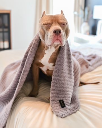 Instagram post by @dex.the.bully for LUXOME. Caption reads: [...] all cozy with his new blankey from....