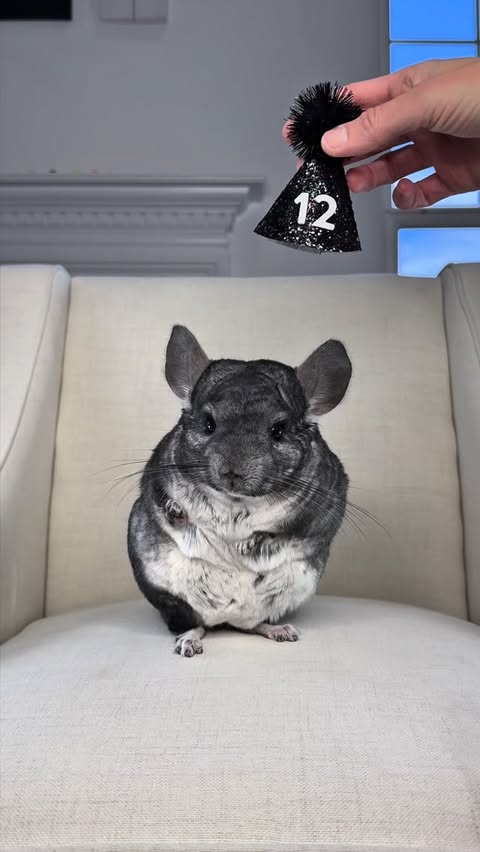 Instagram post by @phillychinchilly for PetSmart. Caption reads: [...] are welcome to come celebrate with @petsmart....