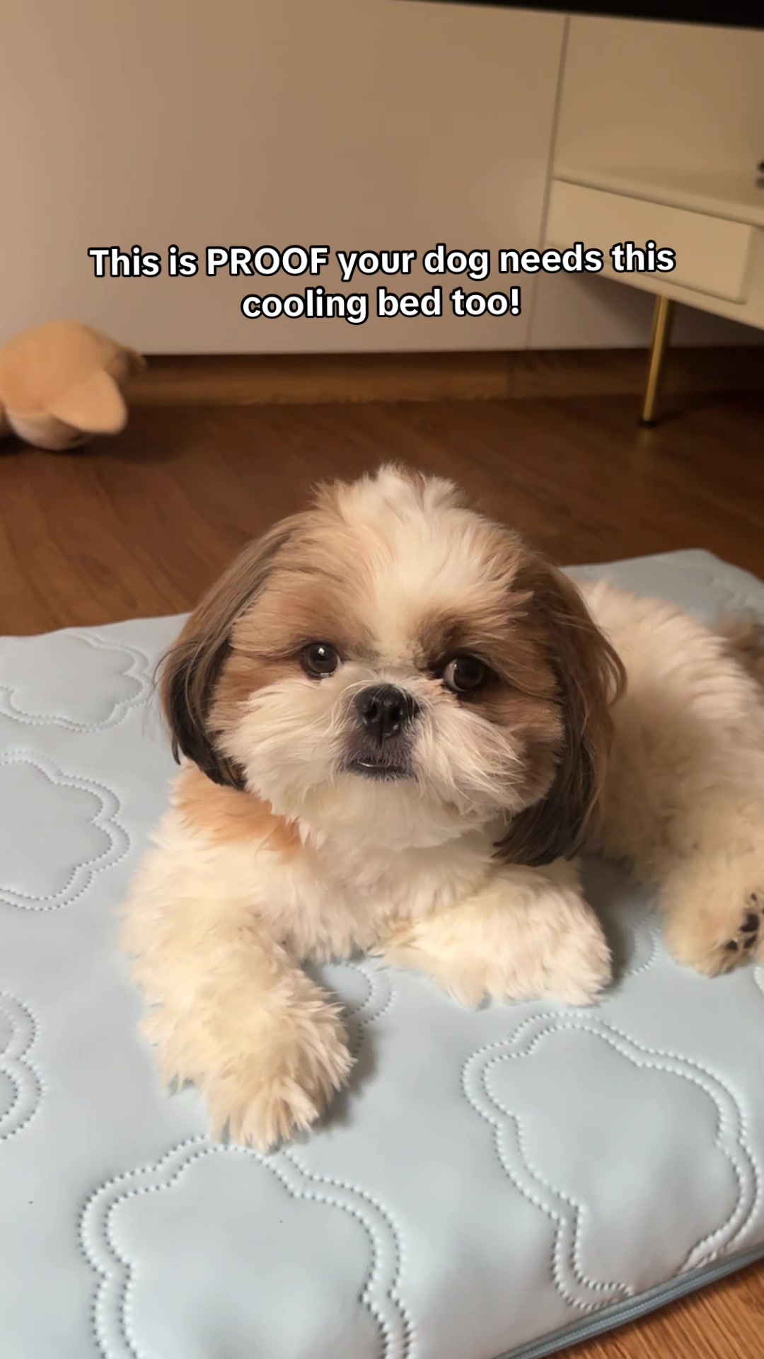 TikTok post by @chester.shihtzu for Lesure Pet. Caption reads: @Lesure Pet We love this bed design 🐾 it keeps my....