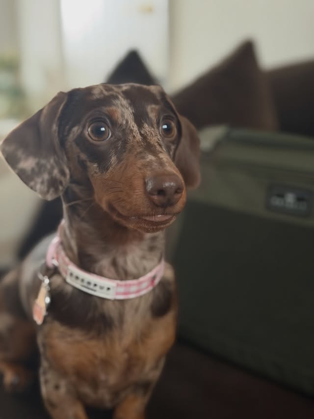 Instagram post by @thesweetlifeofcherry for Petsfit. Caption reads: Everyone’s travelling with their dogs lately so I....