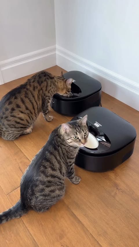 Instagram post by @dexterboycat for Petlibro. Caption reads: Dexter and Felix like to have their first....