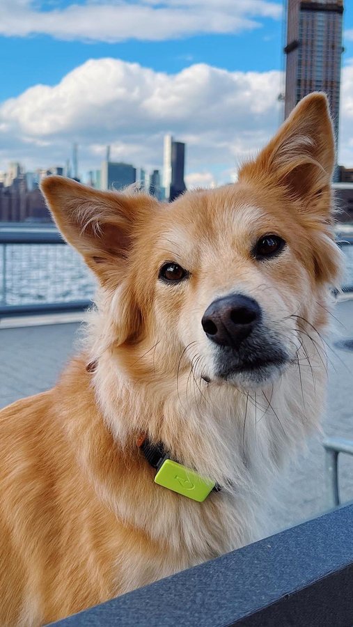 Instagram post by @simonsits for Whistle. Caption reads: Simon’s @whistlelabs collar tracks his activity....