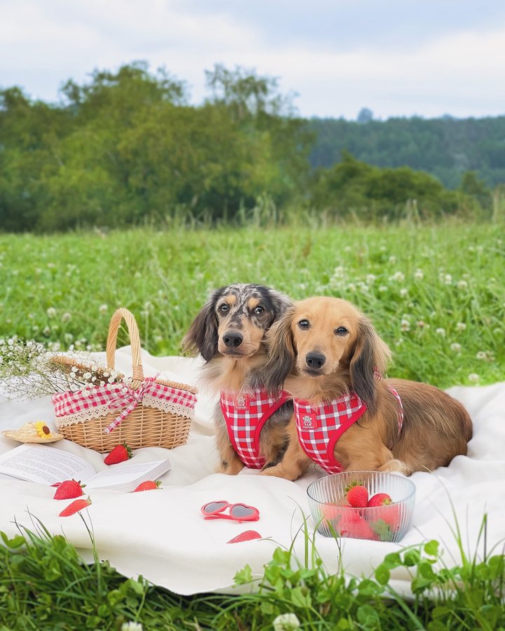Instagram post by @louie.minidachshund for Paw Couture. Caption reads: [...] 🍓🧺 this summer newness from....