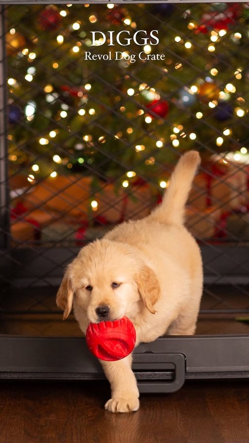 Instagram post by @poethegoldie for Diggs. Caption reads: [...] Piper’s life 🥰

The pups love their new....