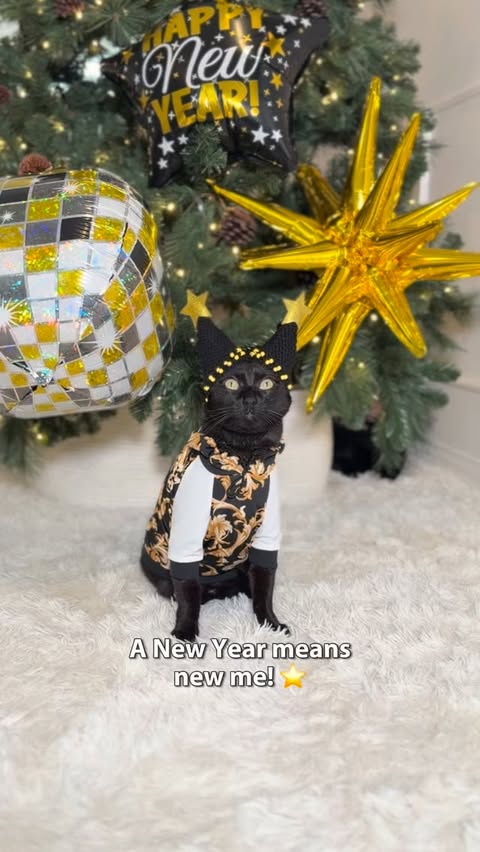 Instagram post by @mersha.theminipanther for PrettyLitter. Caption reads: Kicking off the new year perfectly! #fypppp.