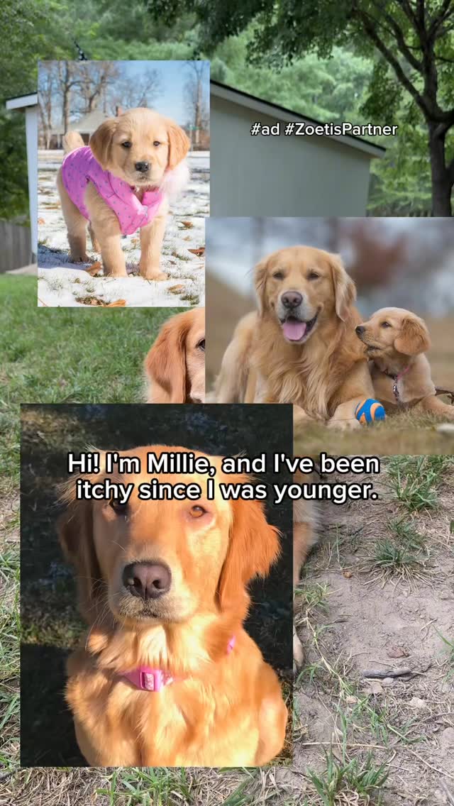 Instagram post by @hdbrosriley for Zoetis Petcare. Caption reads: #ad #zoetispartner It’s been six years since we....