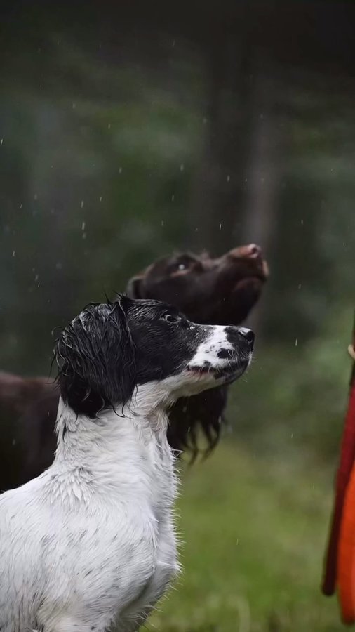 Instagram post by @thorpecreekspaniels for Ruff and Tumble. Caption reads: [...] are autumn & wet weather ready with....
