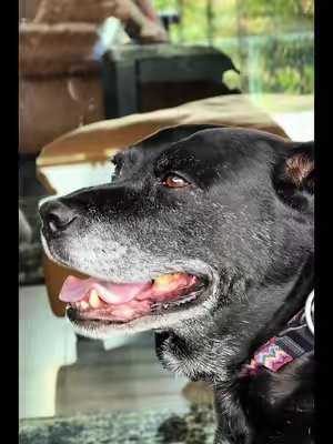 TikTok post by @lisadaniel21 for Just Try Pet US. Caption reads: @Just Try Pet US #dog #supplementsthatwork....