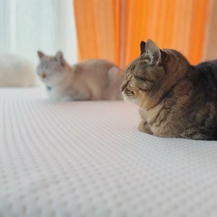 Instagram post by @ccchisa76 for Emmasleepjapan. Caption reads: お気に入りのマットレスの紹介です🛏️

猫たちと一緒に寝ていると、心の満足度は高まるけど…ついつい....